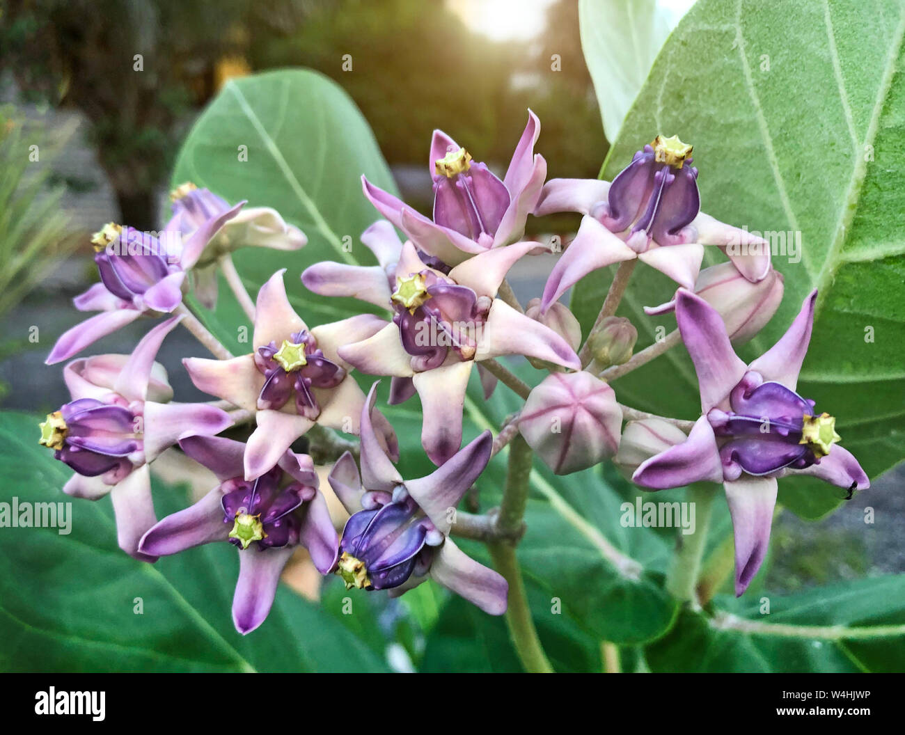 Blooming of crown flower calotropis gigantea on tree. Stock Photo