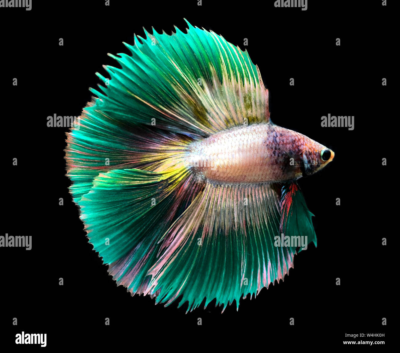 Green Siamese fighting fish isolated on blue background. Stock Photo