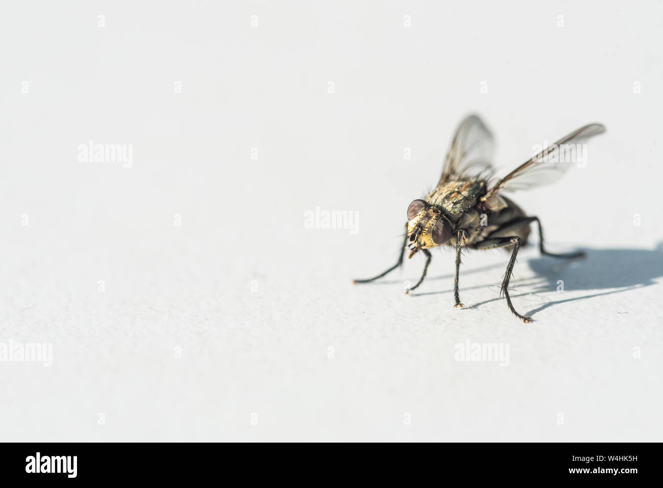 A fly that is frozen on a gray  background Stock Photo