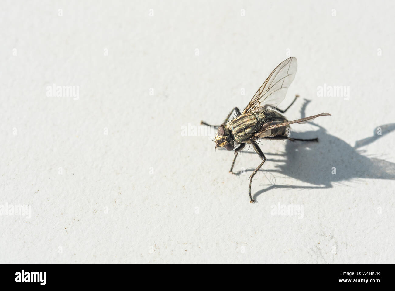 A fly that is frozen on a gray  background Stock Photo