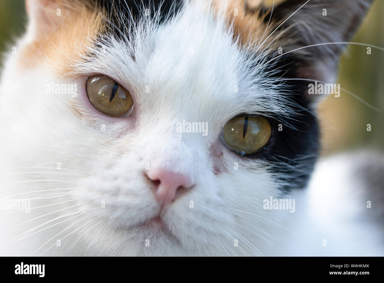 White Cat with green eyes looking at the camera Stock Photo