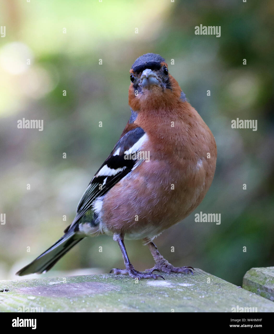 Chaffinch standing facing forward looking forward in close up detail Stock Photo
