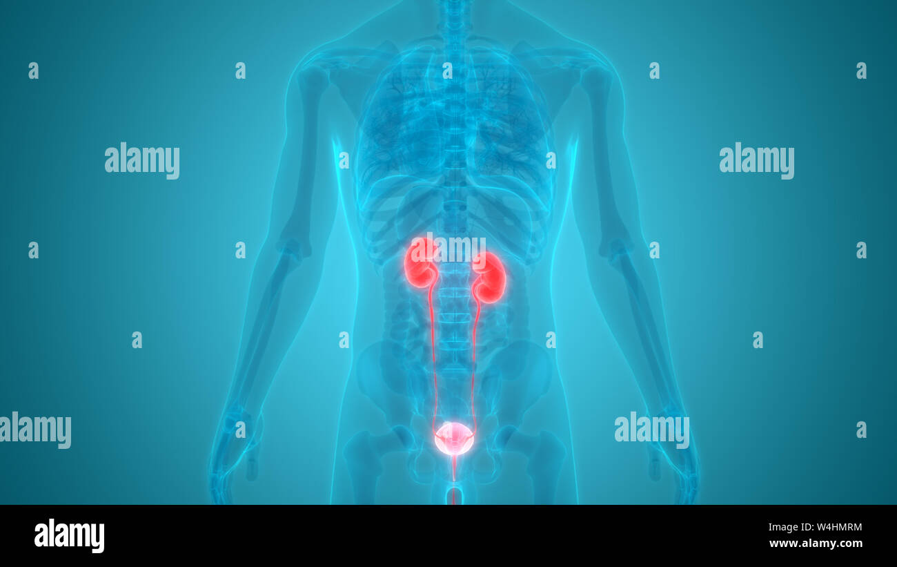 Human Urinary System Kidneys with Bladder Anatomy Stock Photo - Alamy