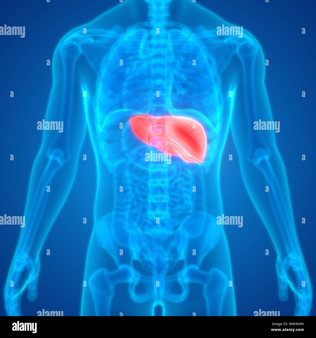 Human Digestive System Liver Anatomy Stock Photo - Alamy