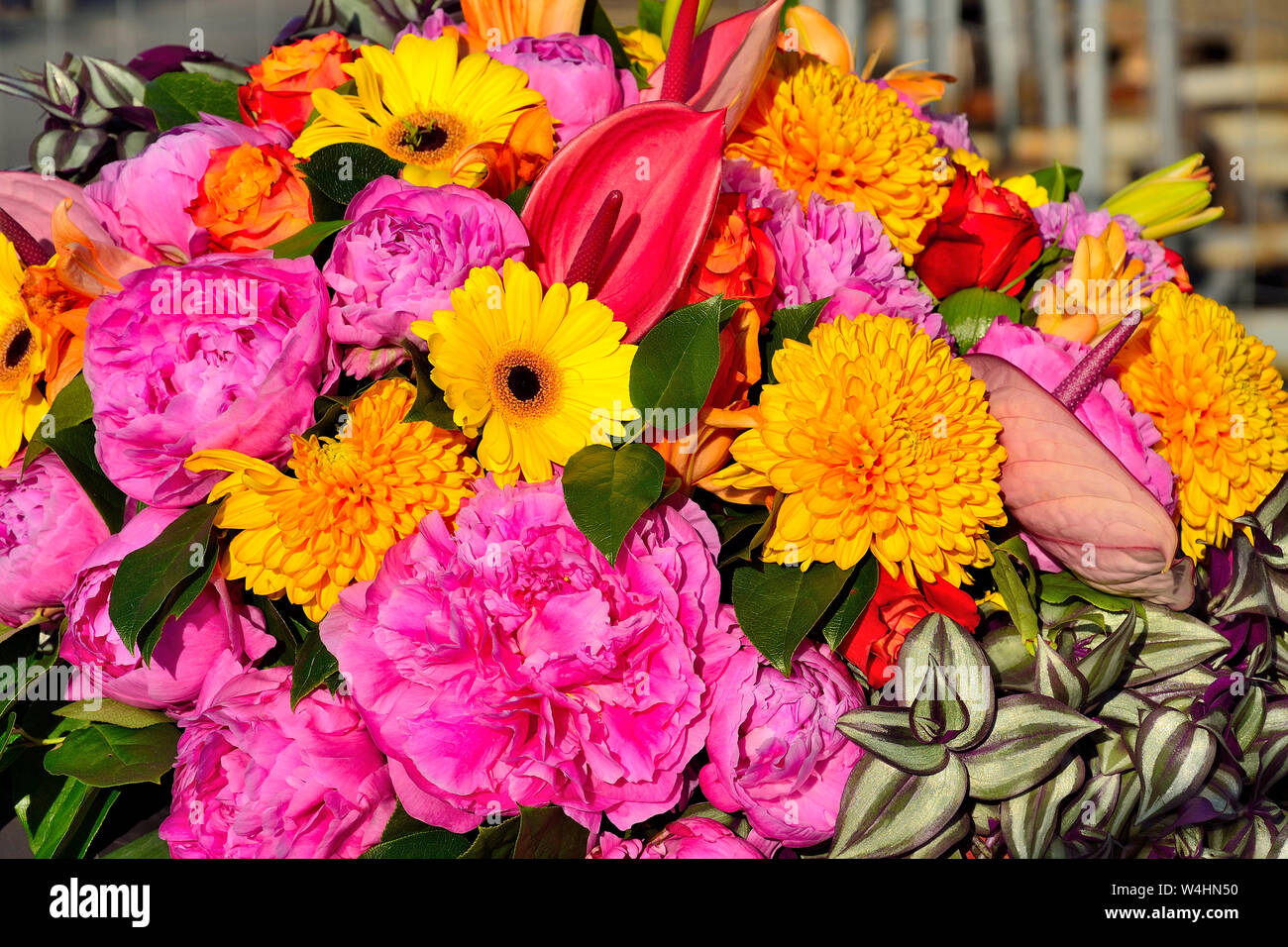 Bright joyful festive multicolor floral background from different flowers in pink, yellow and red colors and variegated leaves of Tradescantia decorat Stock Photo