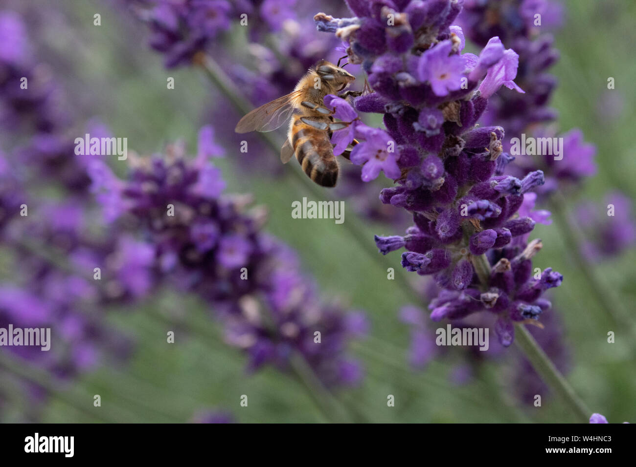 Dark european honey bee hi-res stock photography and images - Alamy