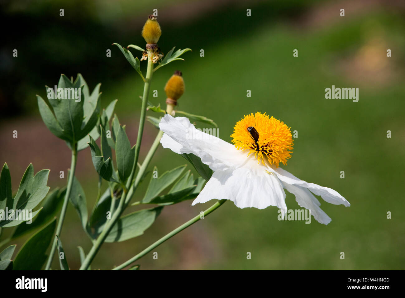 Kalifornischer Strauchmohn (Romneya coulteri) im Botanischen Garten Stock Photo