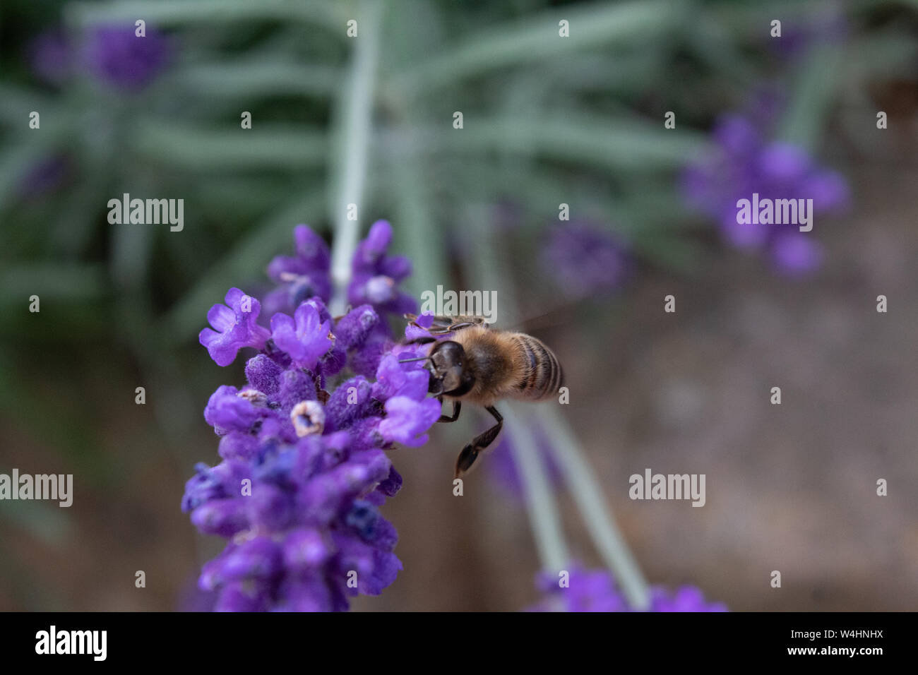 Dark european honey bee hi-res stock photography and images - Alamy