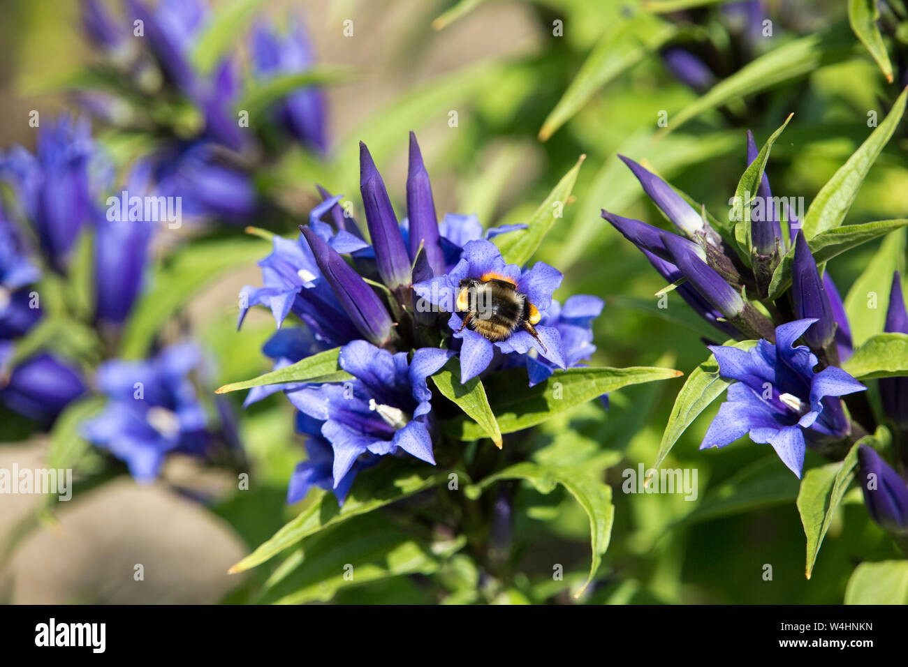 Schwalbenwurz-Enzian (Gentiana asclepiadea, Syn. Gentiana schistocalyx) Stock Photo