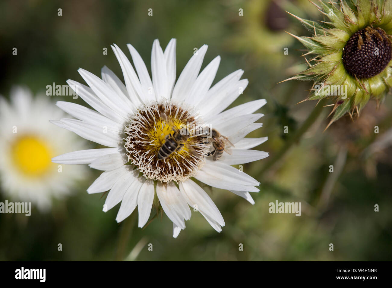 Südafrikanische Prachtdistel (Berkheya cirsiifolia) im Botanischen Garten Stock Photo