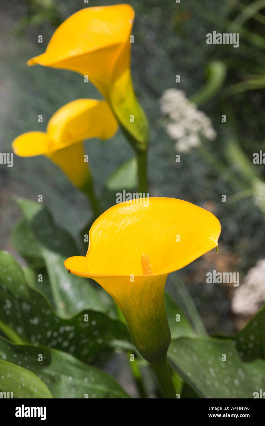 Gelbe Calla (Zantedeschia elliottiana) im Botanischen Garten Stock