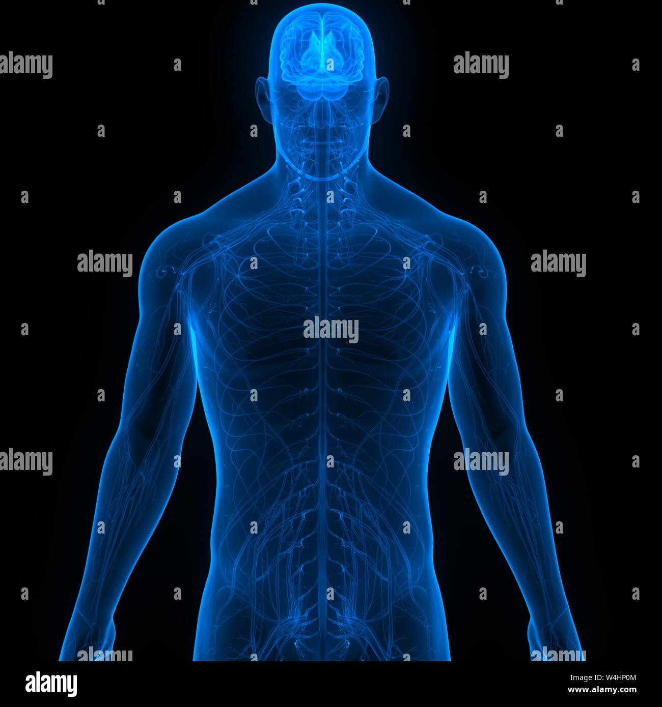 Anatomical Worldwide Ch05 The Human Nervous System La vrogue.co