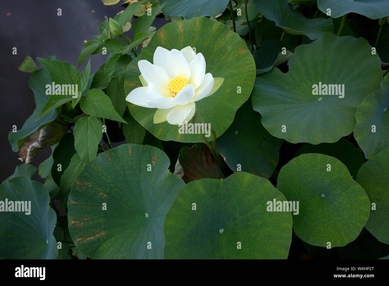 Amerikanische Lotosblume (Nelumbo lutea) im Botanischen Garten Stock Photo
