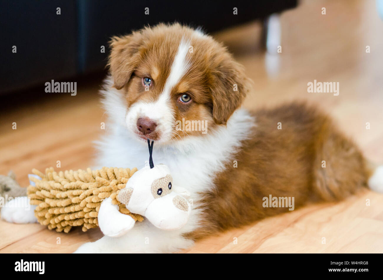 Why Does My Dog Sleep With Toy In Mouth