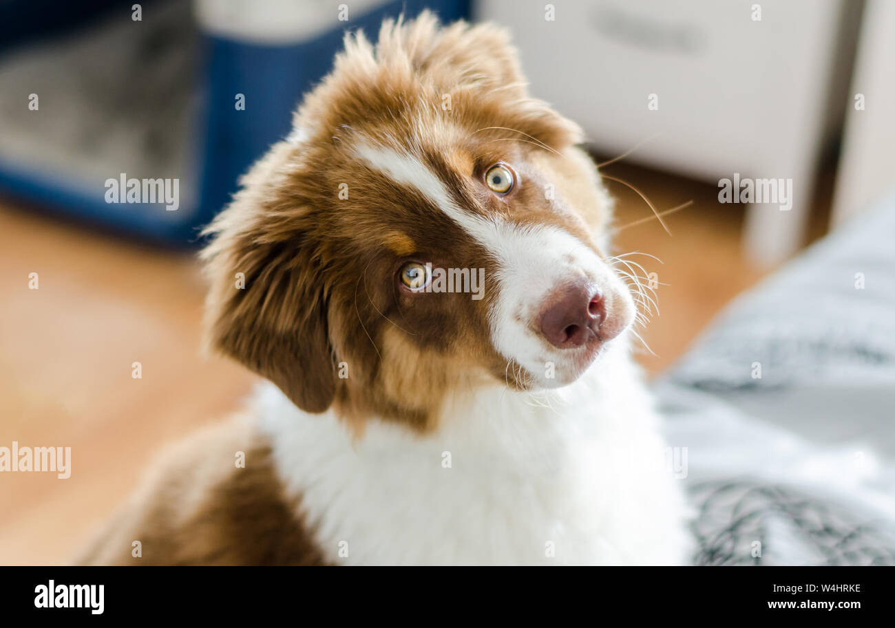Curious australian shepherd sitting on bed Stock Photo Alamy