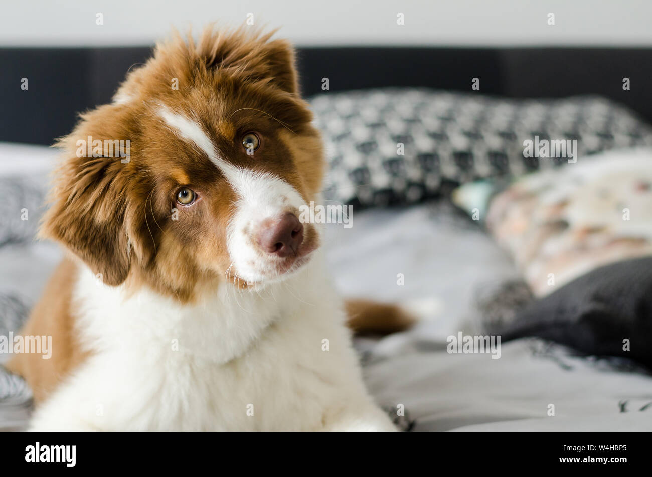Curious australian shepherd sitting on bed Stock Photo Alamy