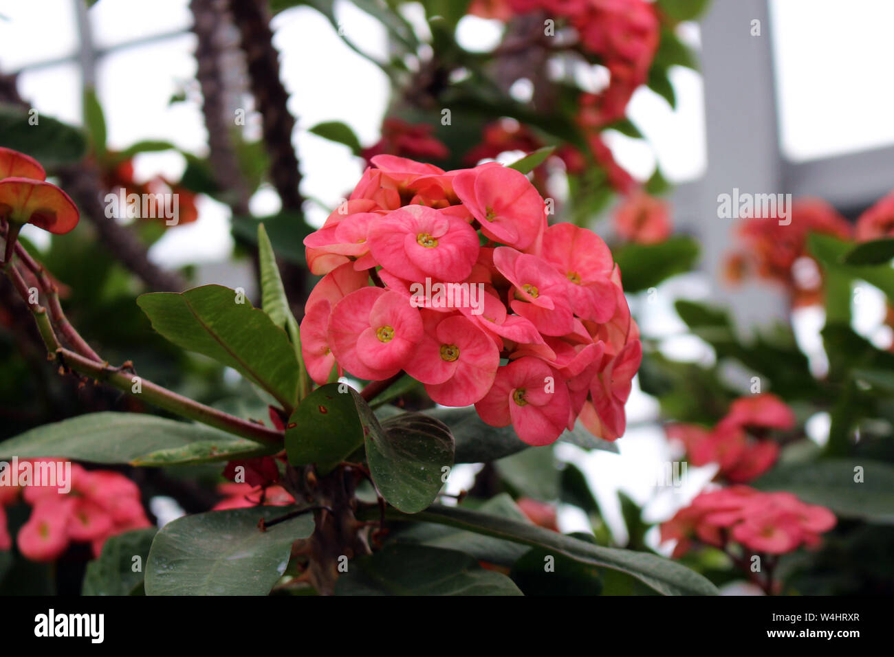 Close up of a cluster of blooming flowers of a Super Crown of Thorns shrub Stock Photo