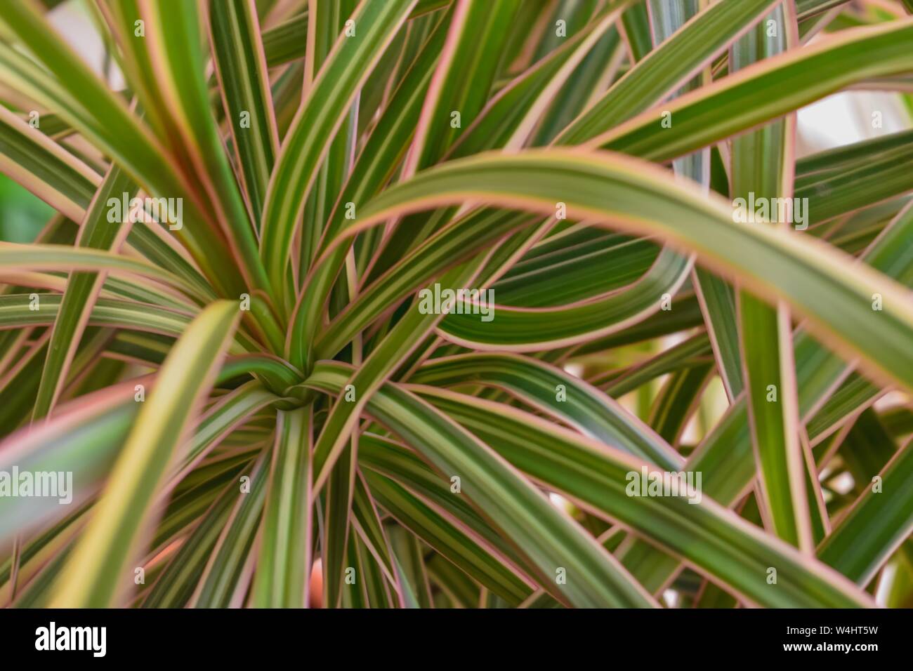 Close-up of bright green plant of Yucca Aloifolia variety. Nature background. Stock Photo