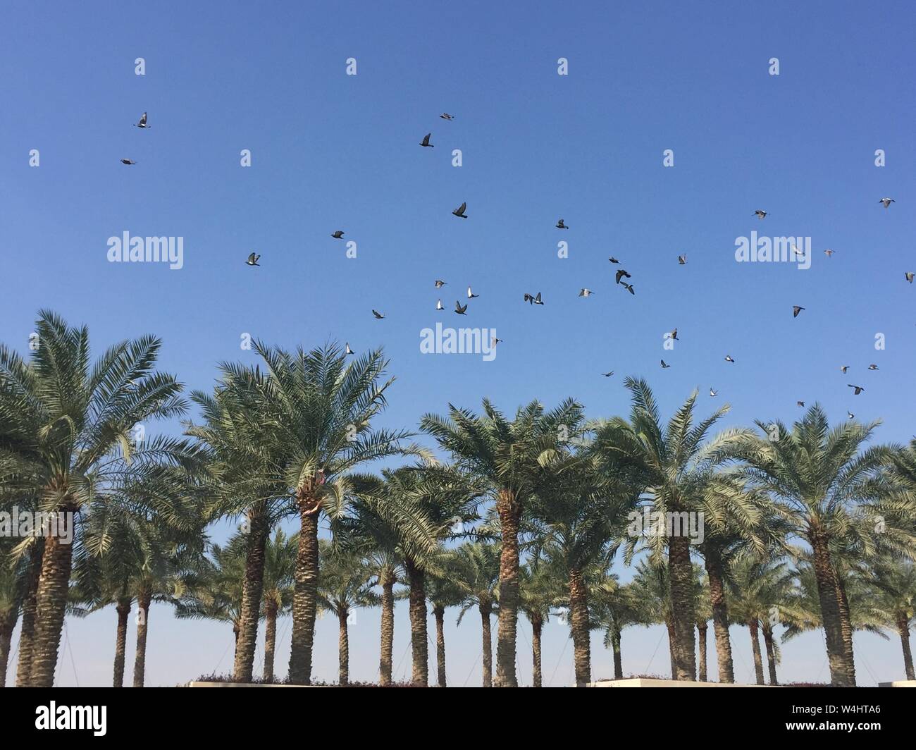 A flock of birds flying above rows of palm trees, with a clear blue sky in the background. Stock Photo