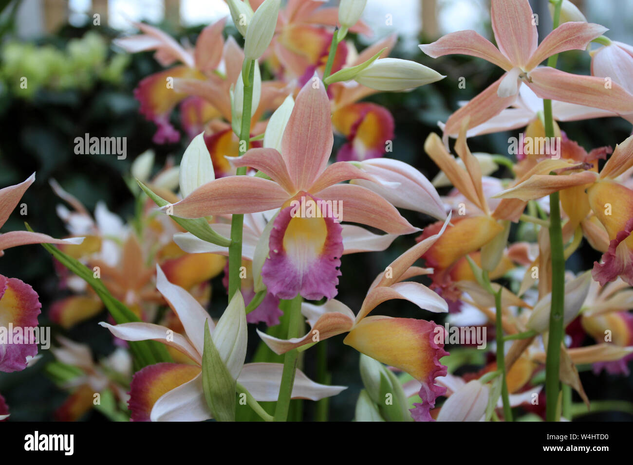 A group of blooming Phaius Dan Rosenberg Tropical Ice Orchids Stock Photo