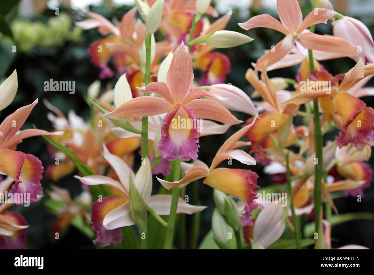 A group of blooming Phaius Dan Roseberg Tropical Ice Orchids Stock Photo