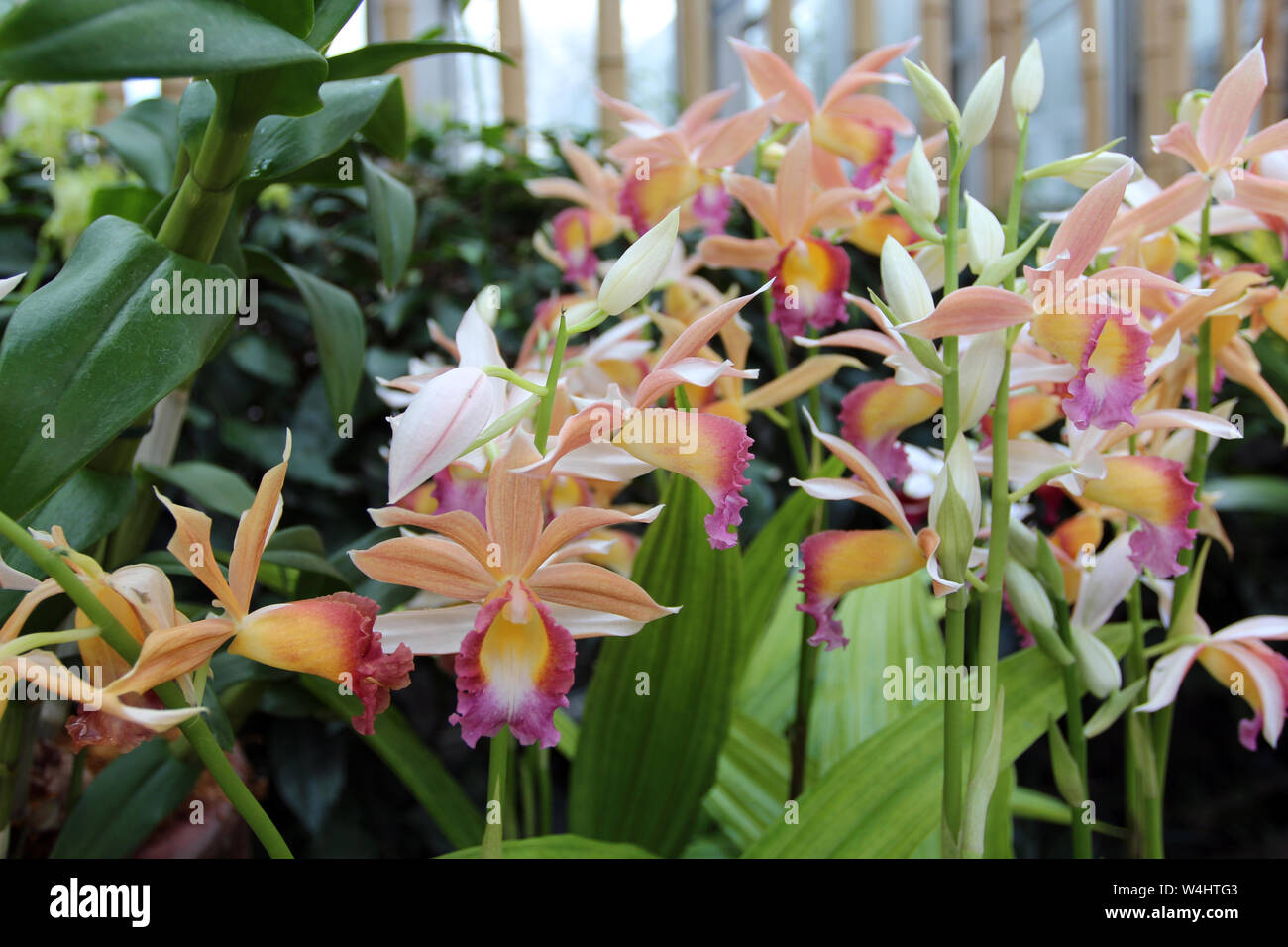 A group of blooming Phaius Dan Rosenberg Tropical Ice Orchids growing in a garden Stock Photo