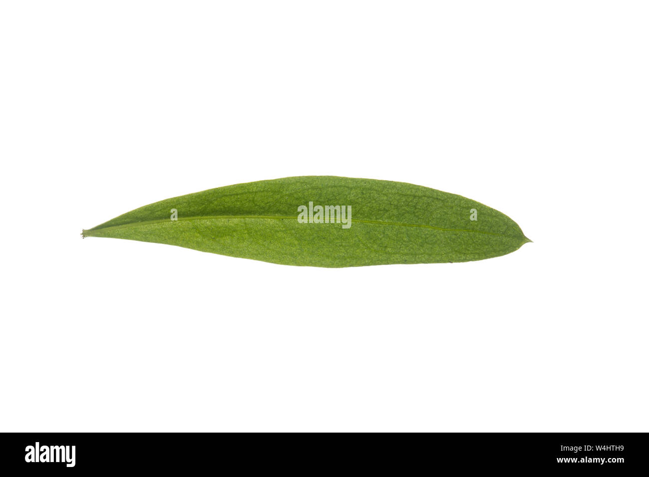 Waldmeister, Wald-Meister, Galium odoratum, Sweet Woodruff, Aspérule odorante. Blatt, Blätter, leaf, leaves Stock Photo