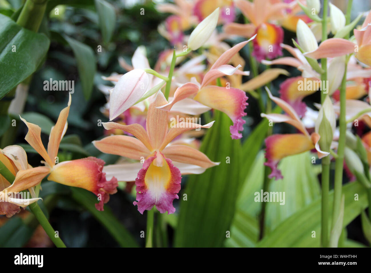 Close up of a group of blooming Phaius Dan Rosenberg Tropical Ice Orchids with a blurred background Stock Photo
