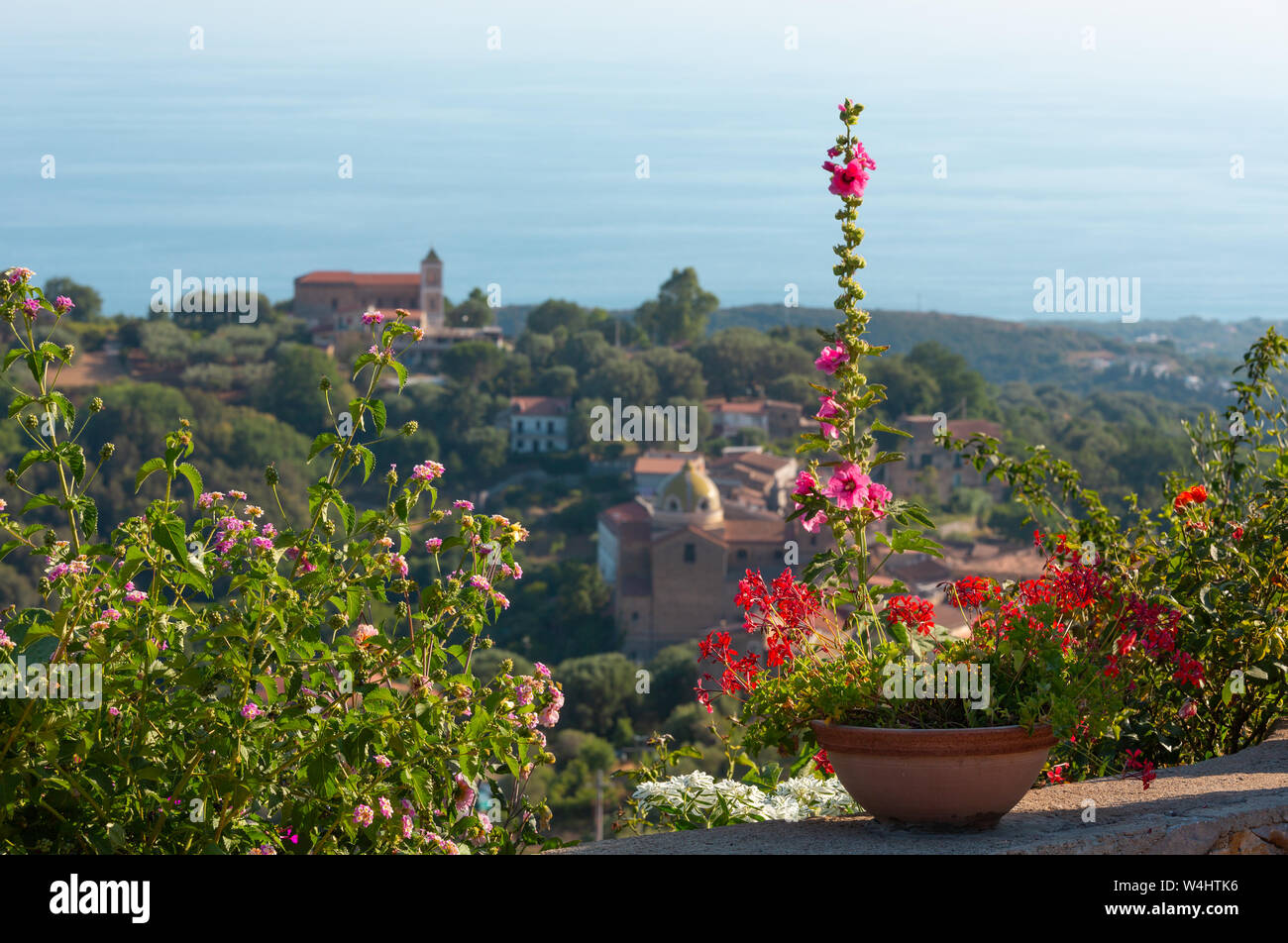Magenta bougainvillea flowers in flowerpot as a summer urban background ...