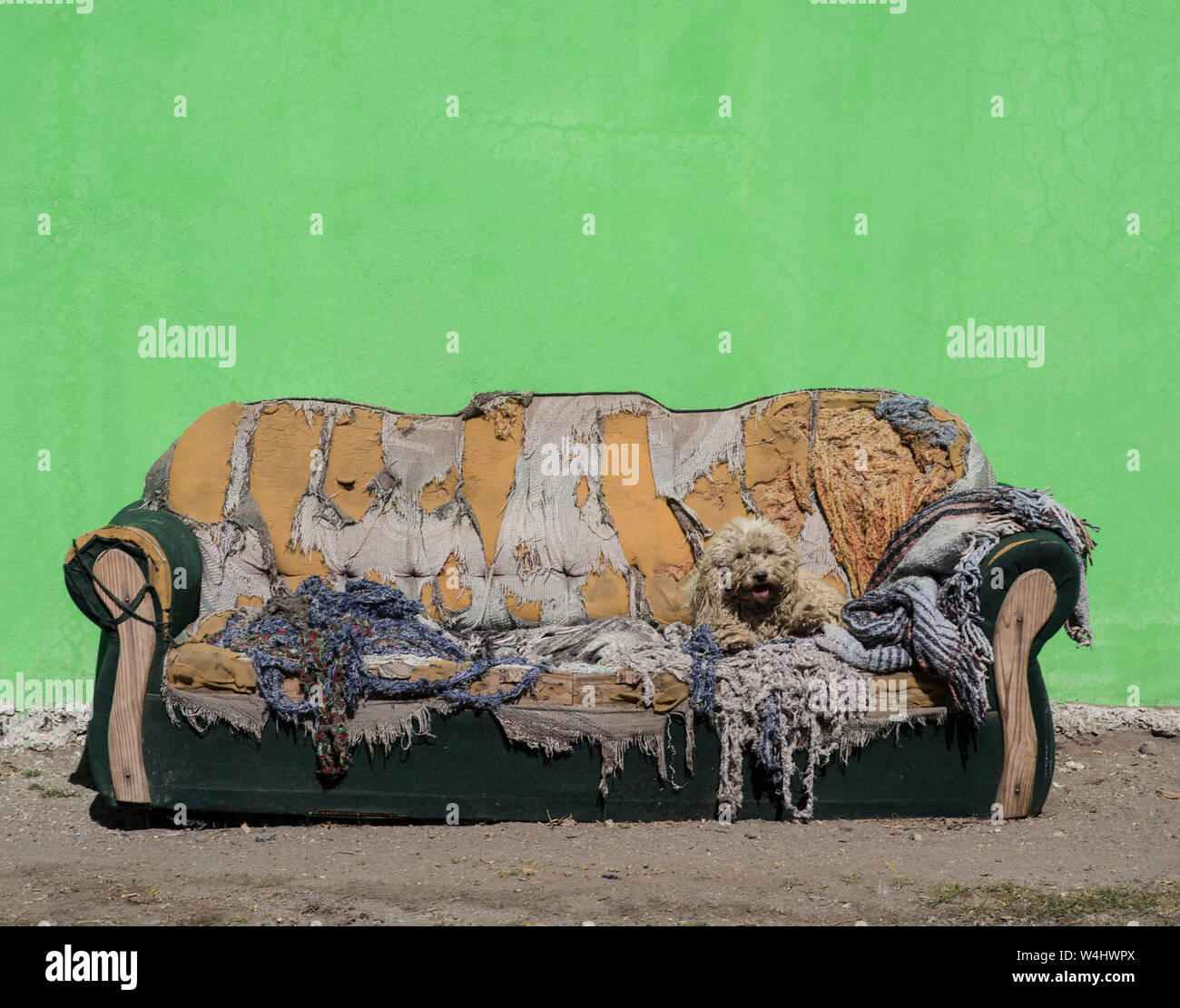Careless dog resting in an abandoned armchair Stock Photo