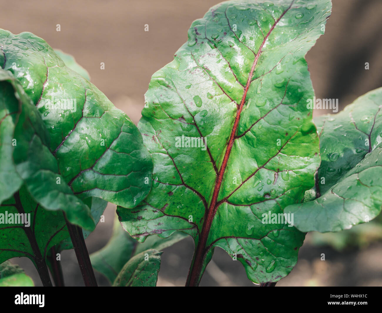 Organic Beet Leaves Grown in Garden. Chard leaves in garden, natural