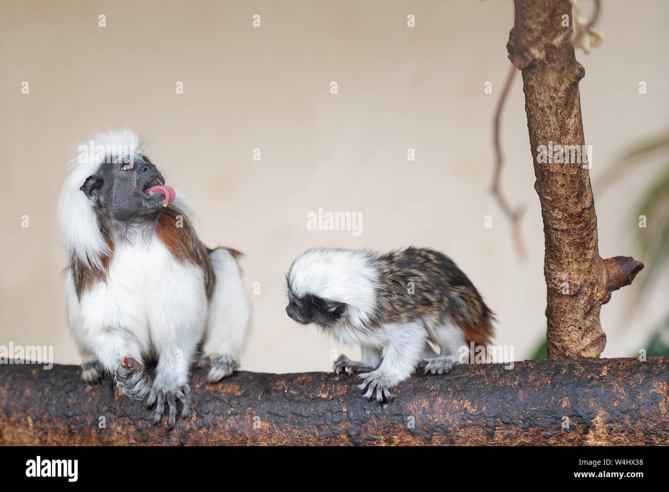 Cotton-top tamarin social interaction with young monkey Stock Photo