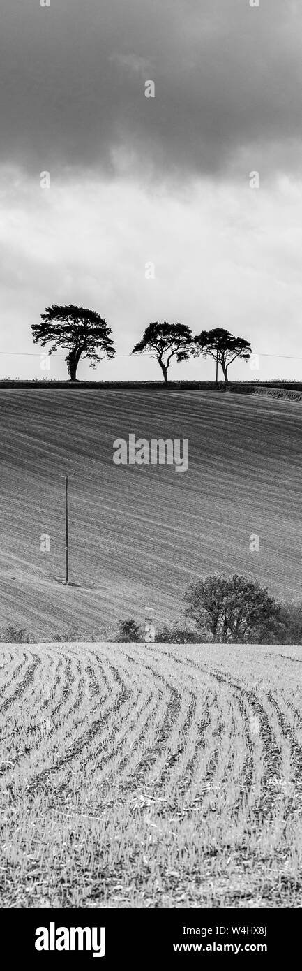 Black and white of three trees in countryside Stock Photo - Alamy