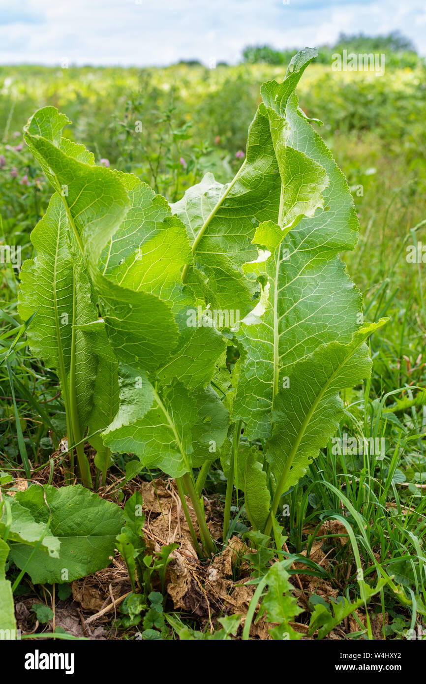 Green tall leaves of horseradish close up, organic spice for food Stock