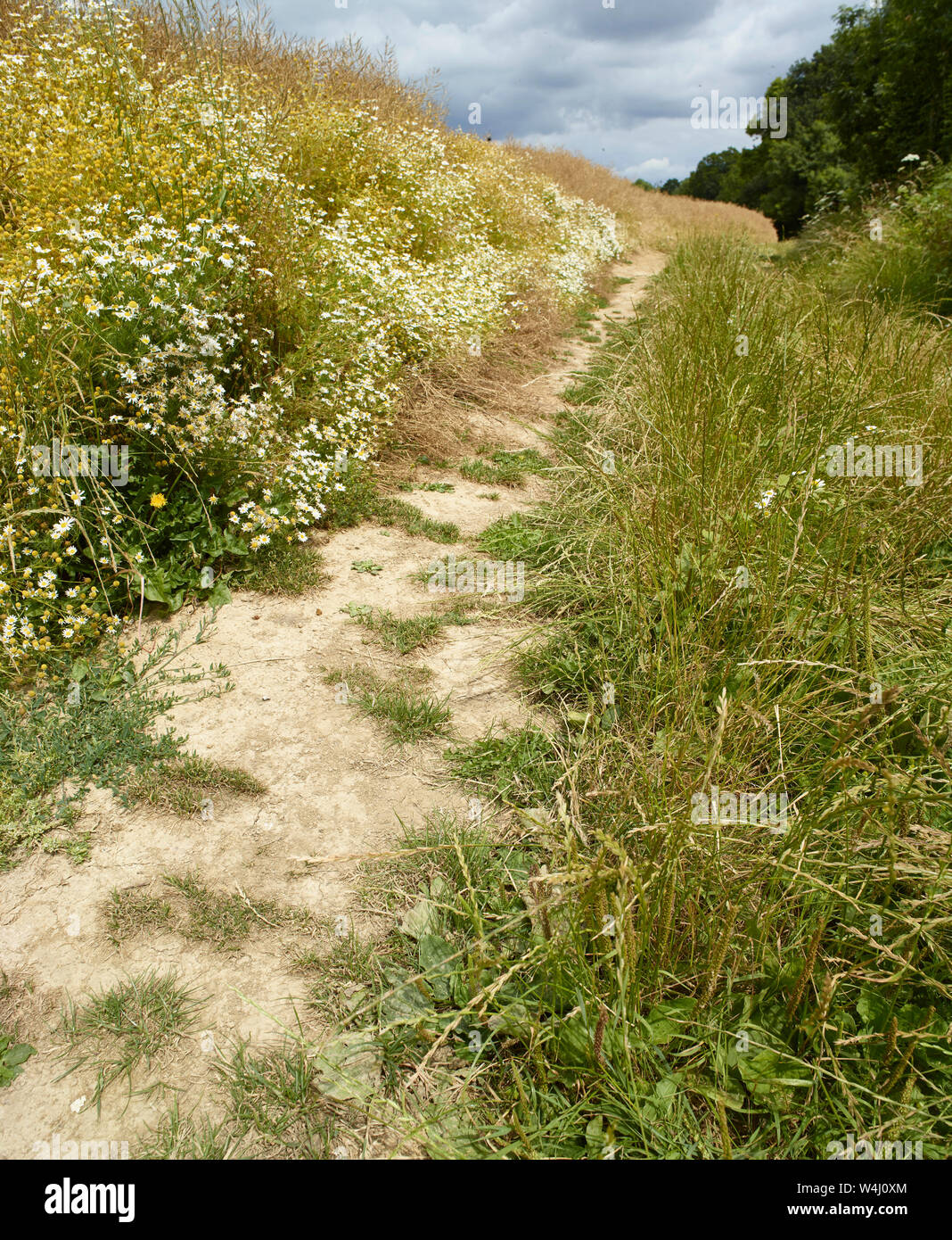 Right of way walkway around farmland in the Kent countryside, England