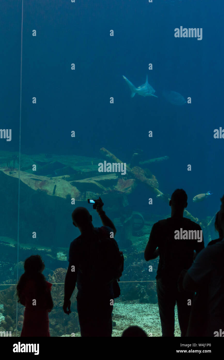 People admiring and filming sharks in the aquarium in the Royal Burgers' Zoo in Arnhem, The Netherlands Stock Photo
