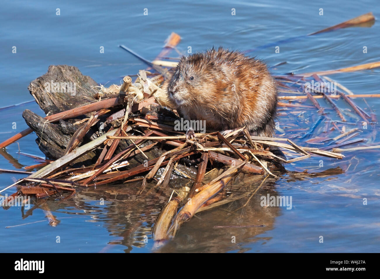 A wary muskrat sits atop its lodge preparing to dive into the blue water below. Stock Photo