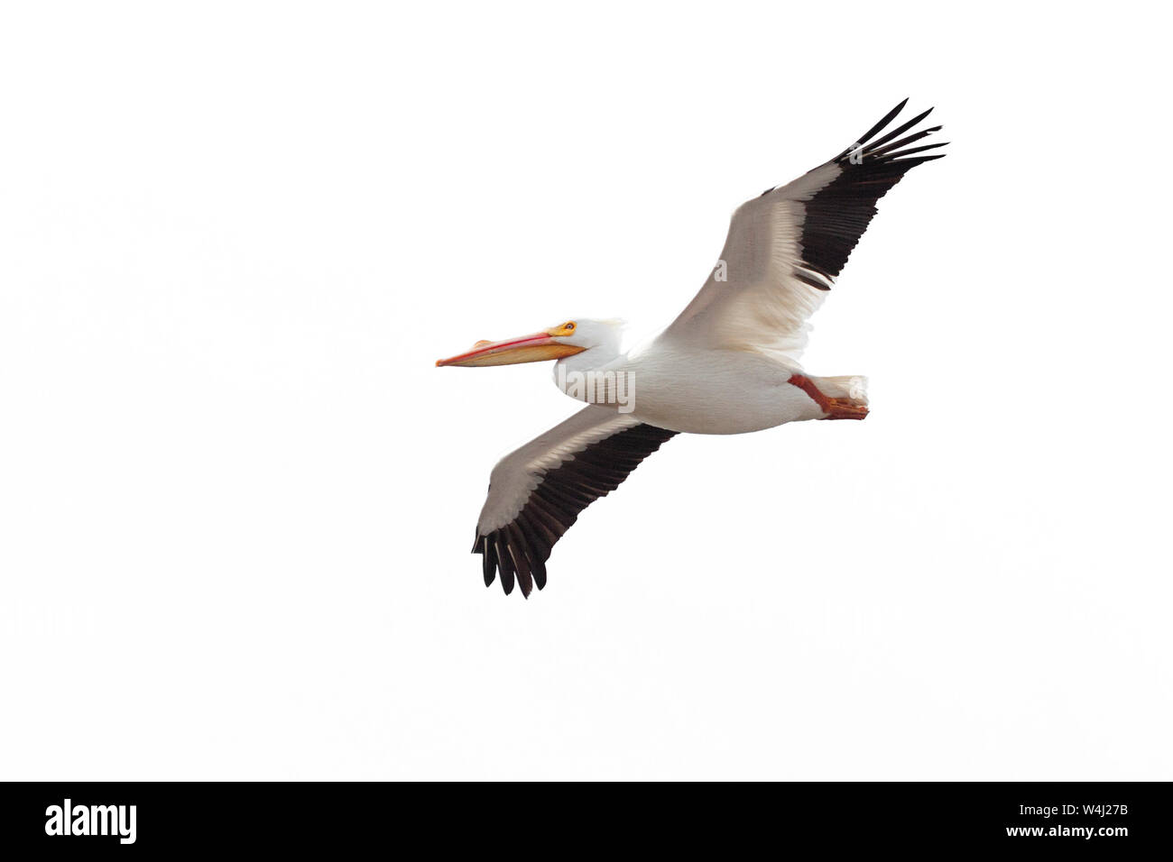 Wings spread wide open, an American white pelican drifts across a white background Stock Photo