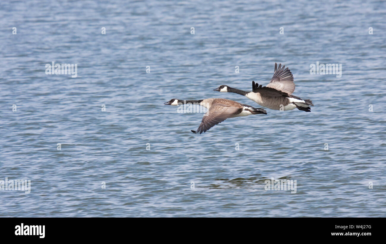 Two geese fly over wavy water in an apparent race. Stock Photo
