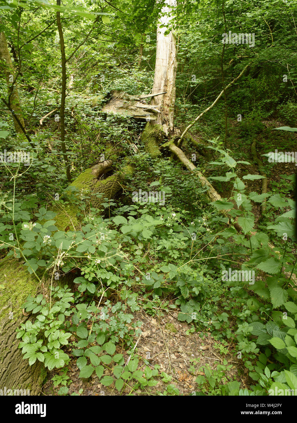 Abstract nature of English woodland in early summer sunshine, Surrey, England, United Kingdom, Europe Stock Photo