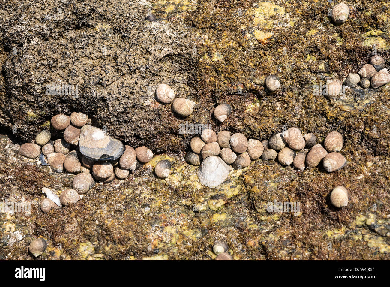 Group of Sea winkle on rock at low tide. Edible seashell. Littorina littorea. Galicia, Spain Stock Photo