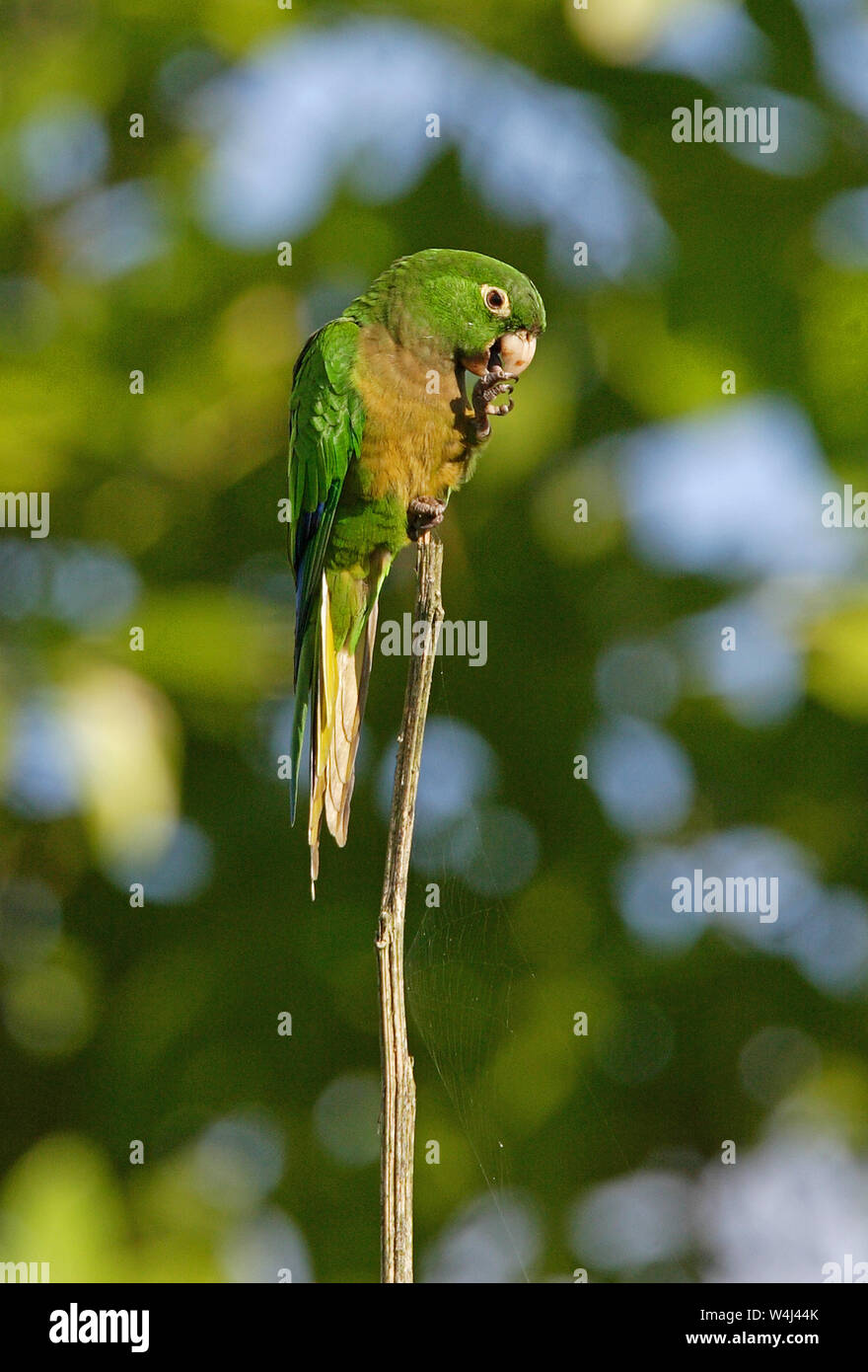 Olive throated Parakeet Aratinga nana adult perched on dead snag