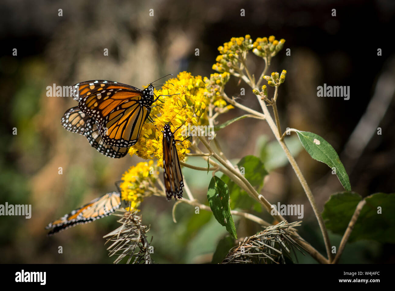 Monarch Butterflies at Piedra Herrada Sanctuary in the State of Mexico Stock Photo Alamy