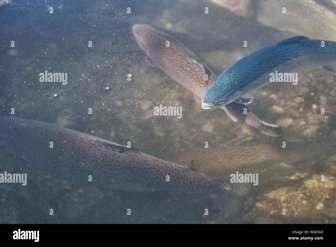Blue Trout and Rainbow Trout, the Blue trout is a rare but naturally