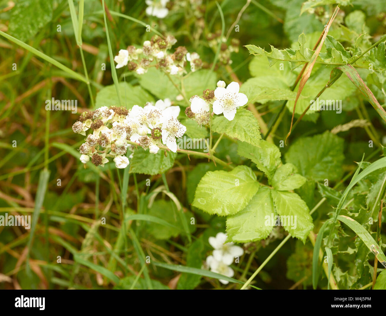 Blackberry plant with white flowers growing wild on farmland in the