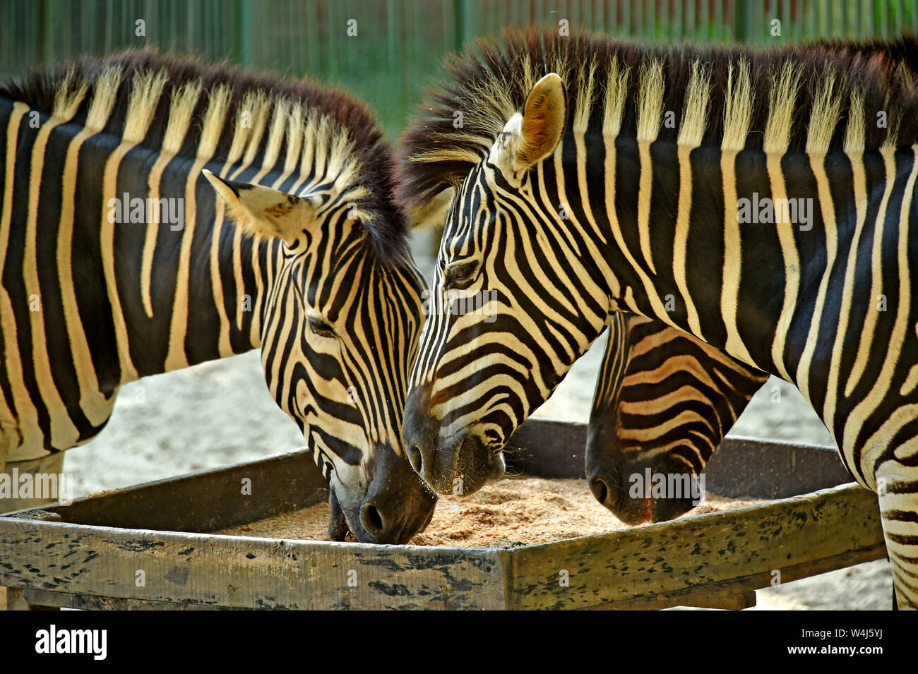 Dhaka, Bangladesh. 23rd July, 2019. Zebras are seen at the Bangladesh National Zoo in Dhaka, capital of Bangladesh, on July 23, 2019. Located in the Mirpur section of Dhaka, the Bangladesh National Dhaka, Bangladesh. 23rd July, 2019. Zebras are seen at the Bangladesh National Zoo in Dhaka, capital of Bangladesh, on July 23, 2019. Located in the Mirpur section of Dhaka, the Bangladesh National