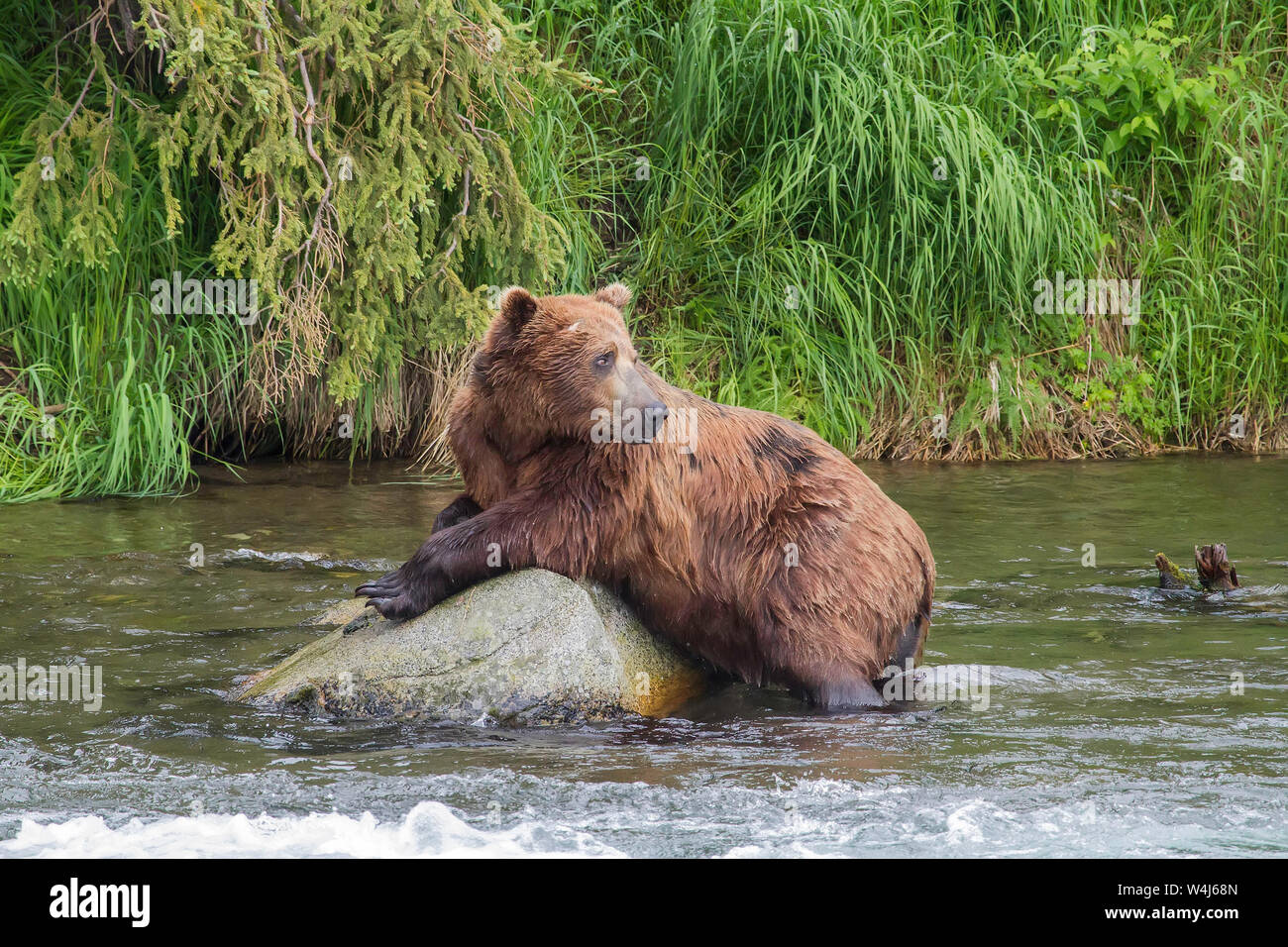 Alaska Grizzly Bear at Brooks Falls, Alaska Stock Photo