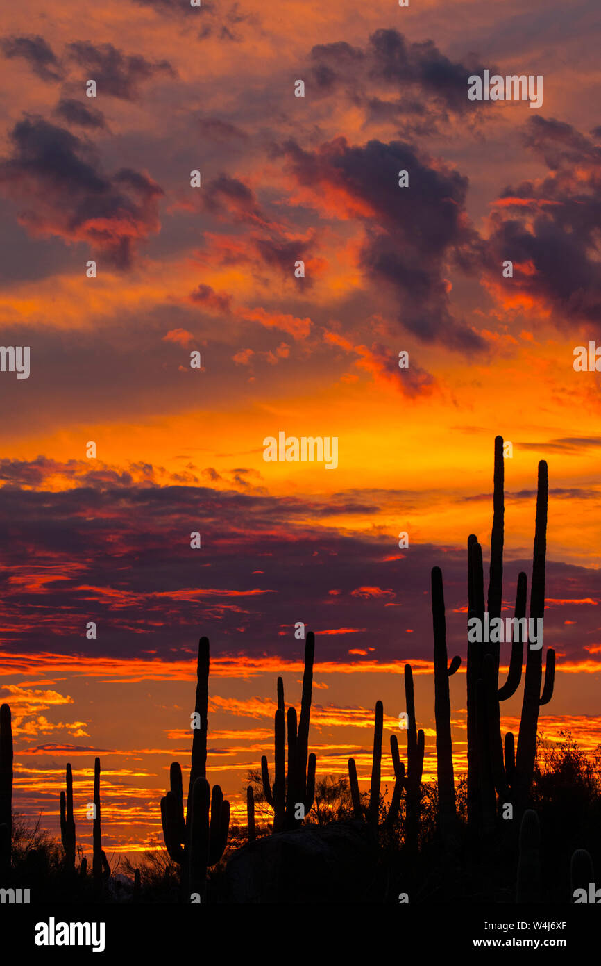 Sagauro cactus silhouetted against sunset sky.  Arizona. Stock Photo