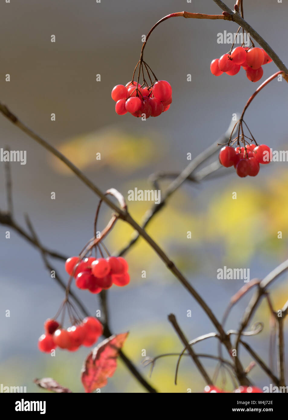 High Bush Cranberries Stock Photo
