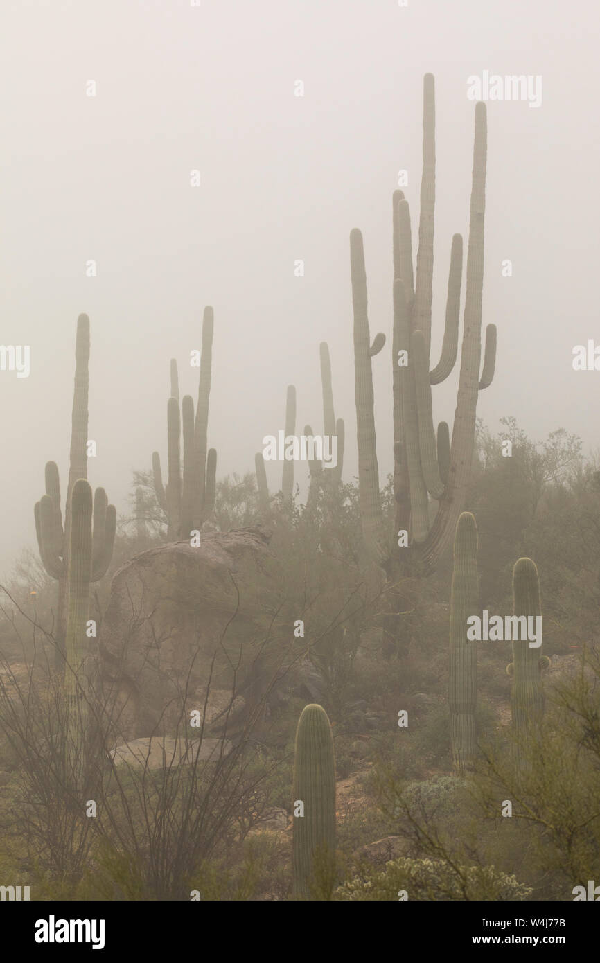 Desert rain.  Arizona. Stock Photo